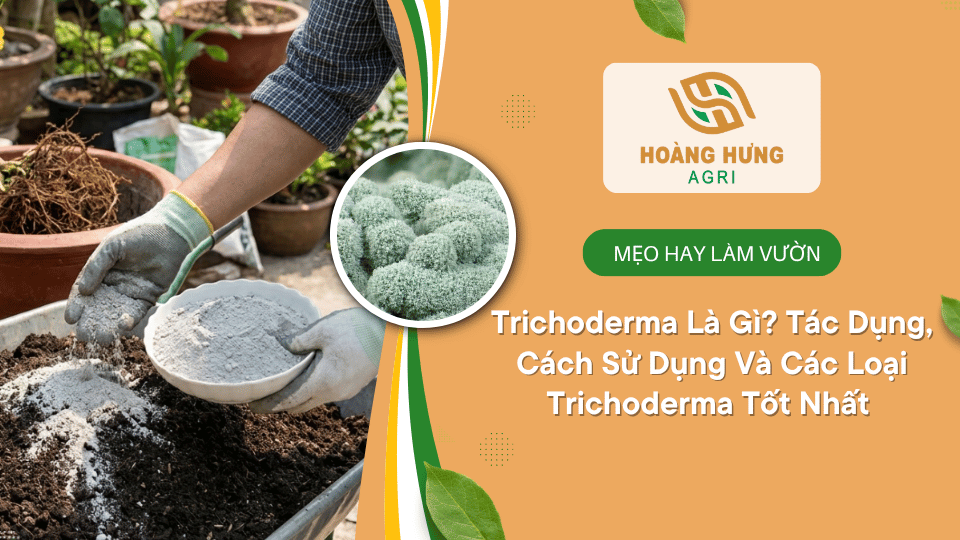 Nấm trichoderma có tác dụng gì? Cách sử dụng trong nông nghiệp