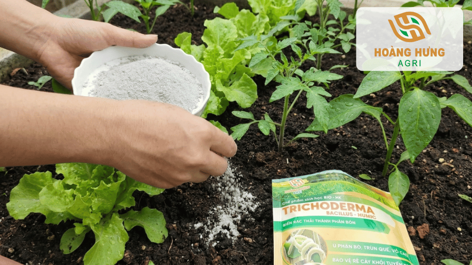 Sử dụng Trichoderma định kỳ giúp đất sạch mầm bệnh, rau màu phát triển xanh tốt và khỏe mạnh hơn.