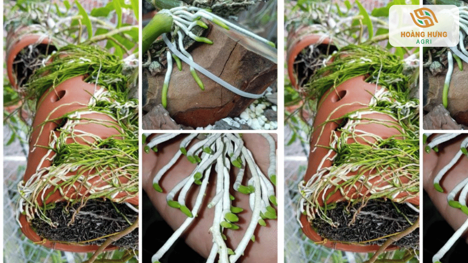 Rễ lan phát triển khỏe mạnh sau khi sử dụng Trichoderma