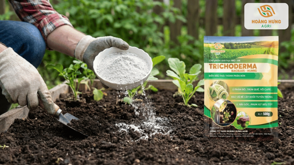 Rải Trichoderma lên đất trồng rau để cải thiện hệ vi sinh và tăng độ tơi xốp của đất.