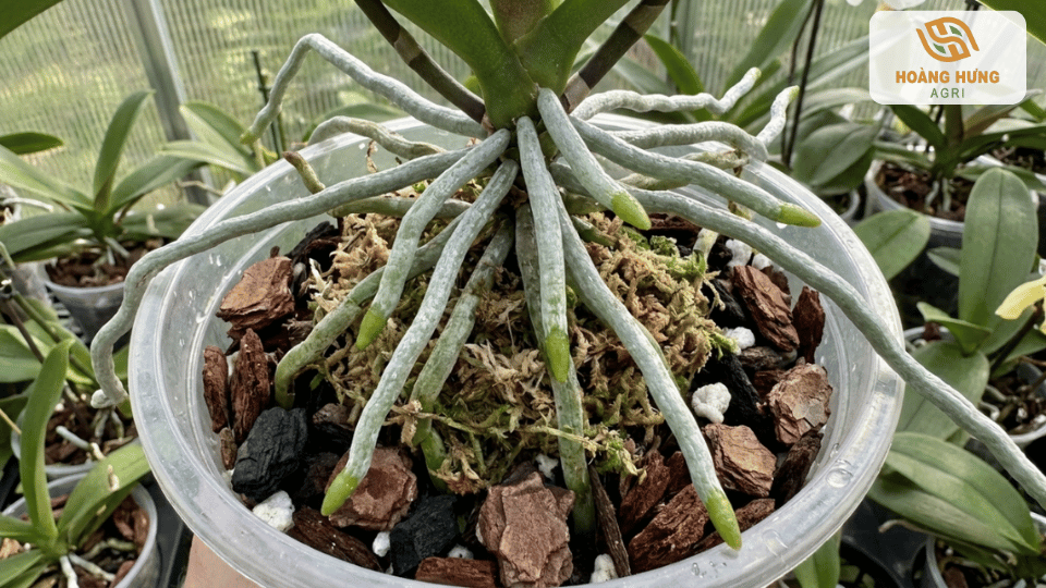 Bộ rễ hoa lan khỏe mạnh, trắng xanh sau khi xử lý bằng nấm Trichoderma.