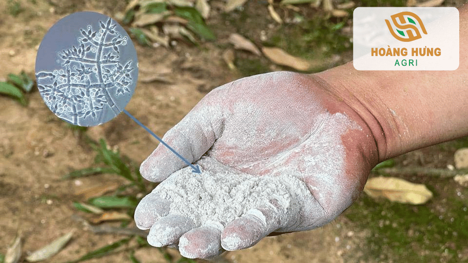 Hệ nấm đối kháng Trichoderma giúp ức chế nấm bệnh trong đất, bảo vệ bộ rễ và nâng cao sức sống cho cây trồng.