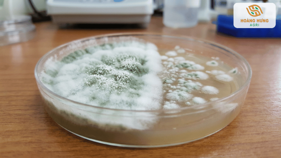 Men ủ sinh học Trichoderma hỗ trợ phân hủy rác hữu cơ thành phân bón
