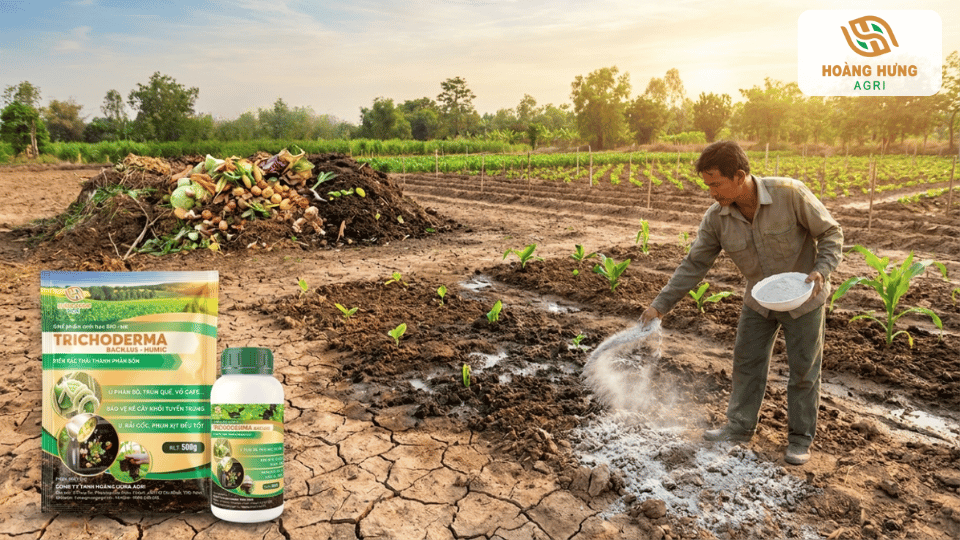 Nông dân sử dụng Trichoderma xử lý đất nông nghiệp nhằm phục hồi đất và tăng hiệu quả canh tác