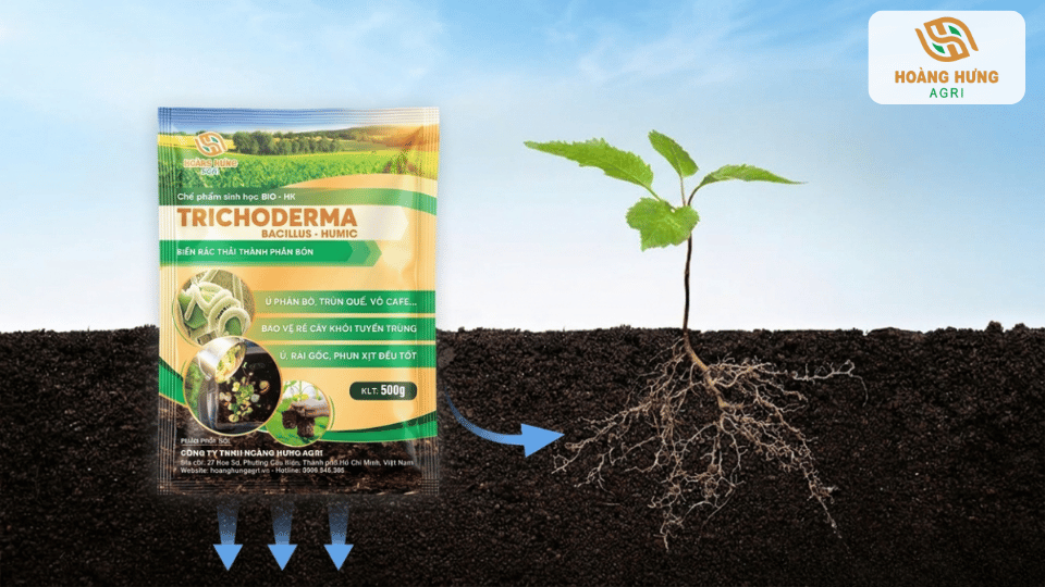Cây giống phát triển khỏe mạnh trên nền đất giàu hữu cơ và vi sinh Trichoderma