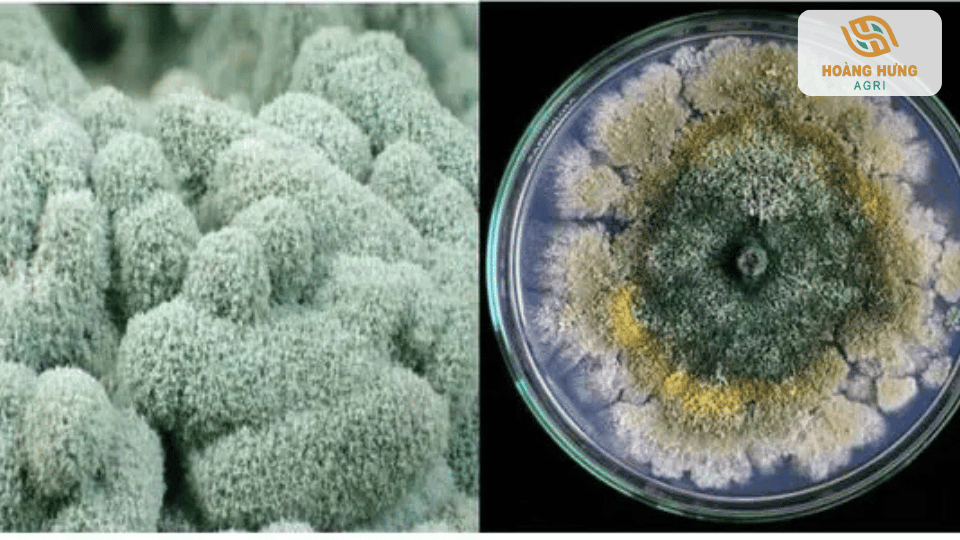 Hình ảnh nấm Trichoderma phát triển trong môi trường nuôi cấy