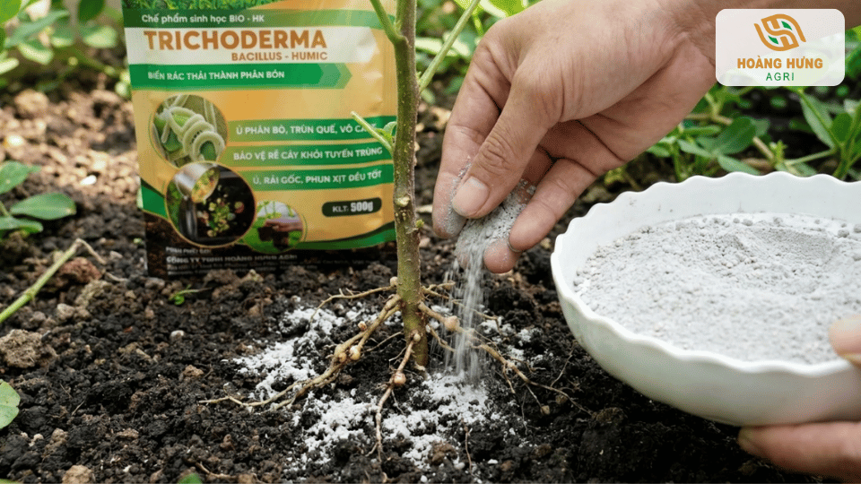 Bón nấm Trichoderma quanh gốc cây để cải tạo đất và bảo vệ bộ rễ