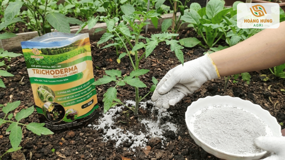 Bón Trichoderma quanh gốc giúp cải tạo đất và bảo vệ bộ rễ cây