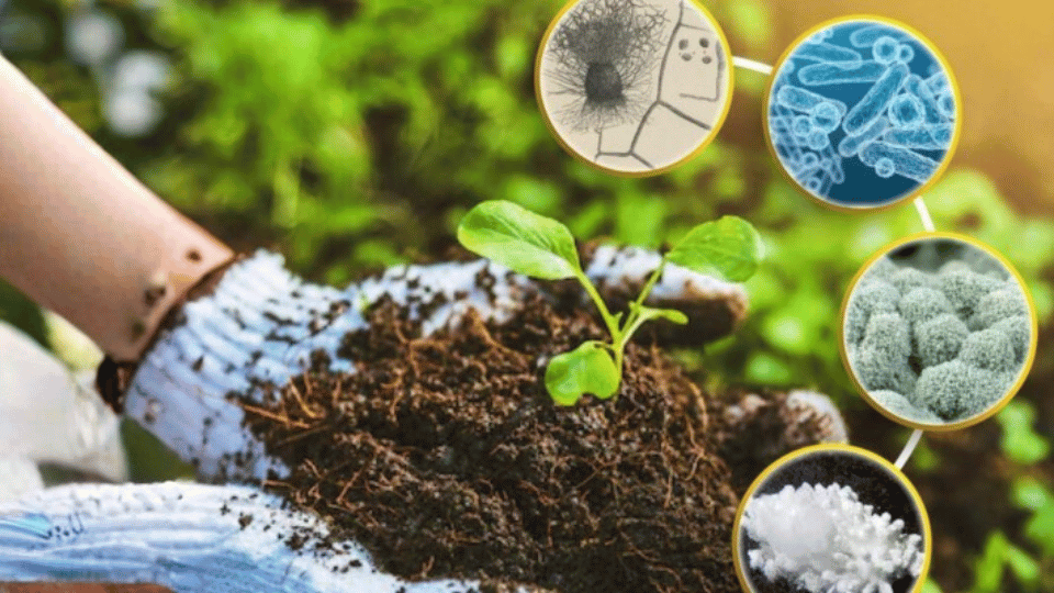 Trichoderma kết hợp Bacillus và Humic giúp cải tạo đất, tăng hệ vi sinh có lợi cho cây trồng phát triển bền vững.