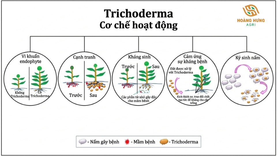 Sơ đồ cơ chế hoạt động của Trichoderma trong việc bảo vệ cây trồng