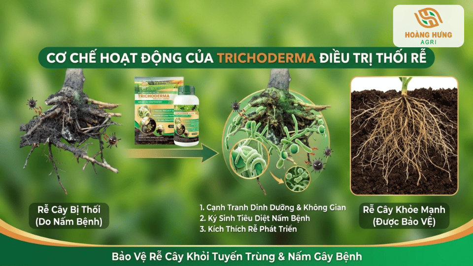 Bón nấm Trichoderma quanh gốc cây để cải tạo đất và bảo vệ bộ rễ