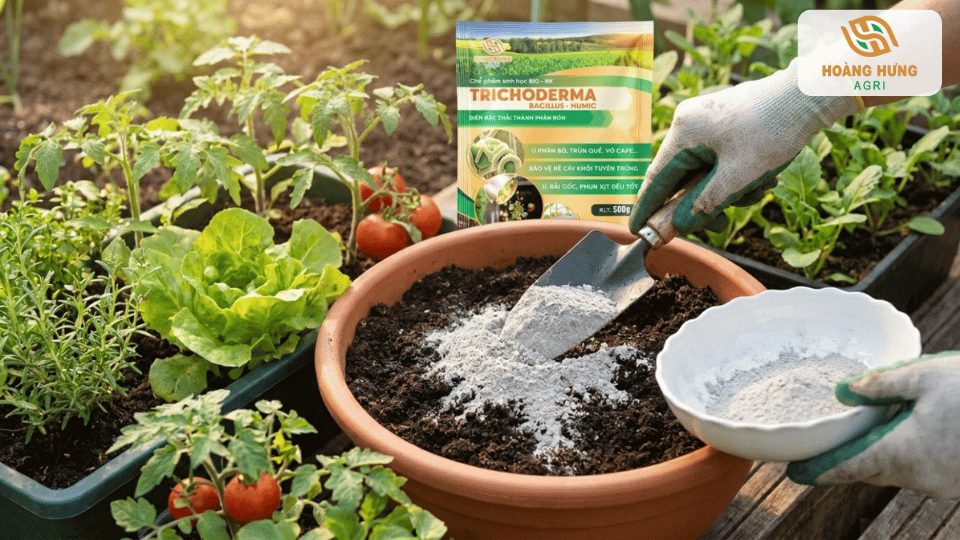Trộn Trichoderma vào đất trồng chậu giúp tăng hệ vi sinh có lợi cho cây rau và cây ăn trái.