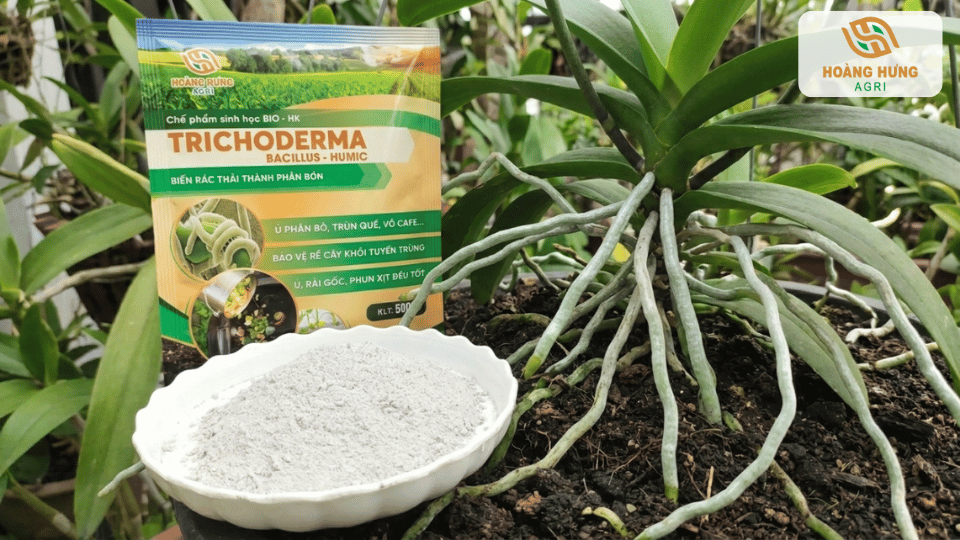 Rễ hoa lan khỏe mạnh sau khi sử dụng Trichoderma để phòng nấm bệnh và kích thích sinh trưởng.