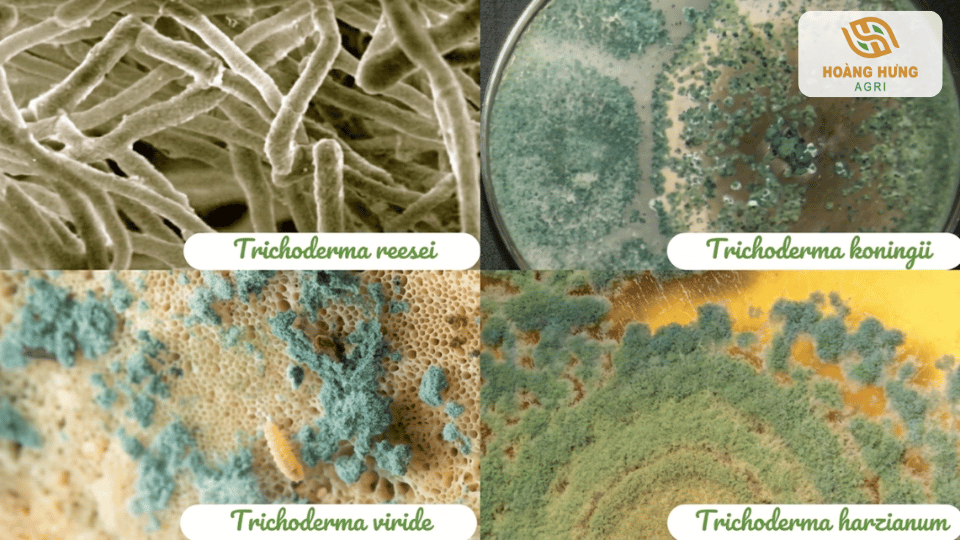 Các chủng nấm Trichoderma phổ biến như harzianum, viride, koningii và reesei