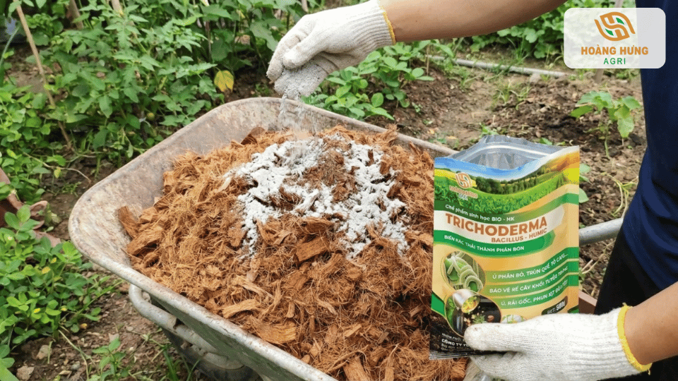 Trộn Trichoderma với xơ dừa để tăng hiệu quả xử lý giá thể trồng cây