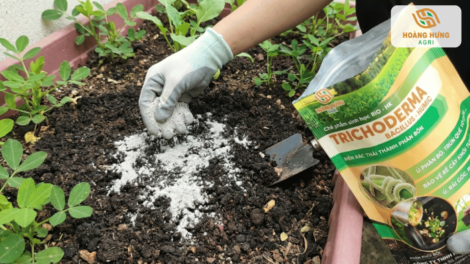 Rải Trichoderma lên bề mặt đất để cải tạo đất và hỗ trợ bộ rễ cây phát triển khỏe mạnh