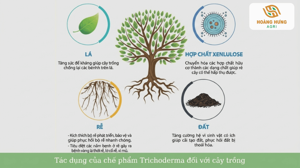 Tác dụng của chế phẩm Trichoderma đối với lá, rễ và đất trồng