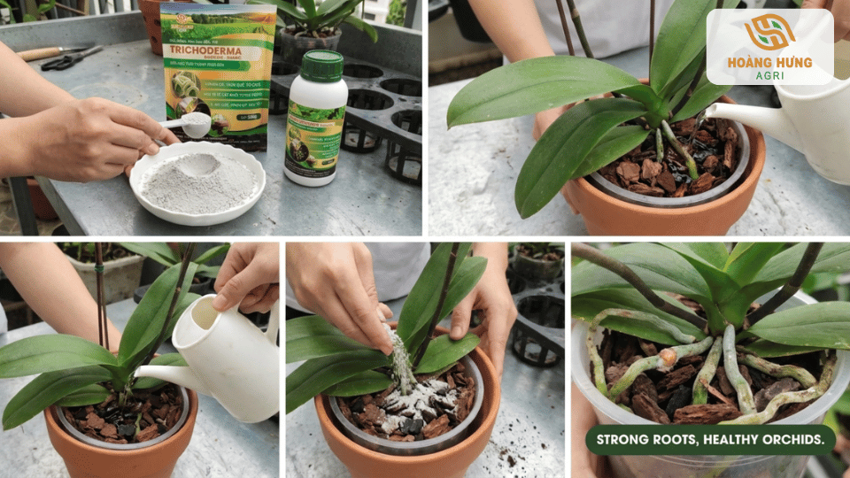 Quy trình sử dụng Trichoderma cho hoa lan gồm pha chế, tưới và bón vào giá thể.
