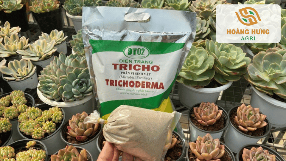 Trichoderma chuyên dùng để ủ phân hữu cơ, giúp đất tơi xốp và hạn chế nấm bệnh gây hại trong giá thể.