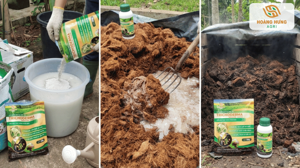Các bước xử lý xơ dừa bằng Trichoderma giúp giá thể sạch và tơi xốp