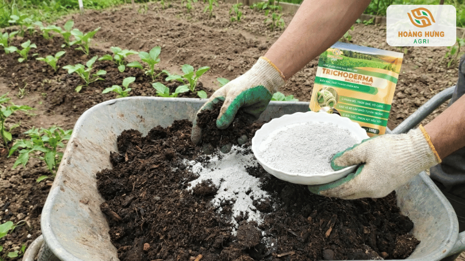 Kết hợp Trichoderma với phân hữu cơ giúp tăng độ mùn và cải thiện chất lượng đất canh tác.