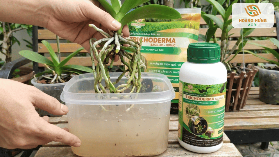 Ngâm rễ hoa lan với Trichoderma giúp hạn chế thối rễ và phục hồi cây suy yếu.