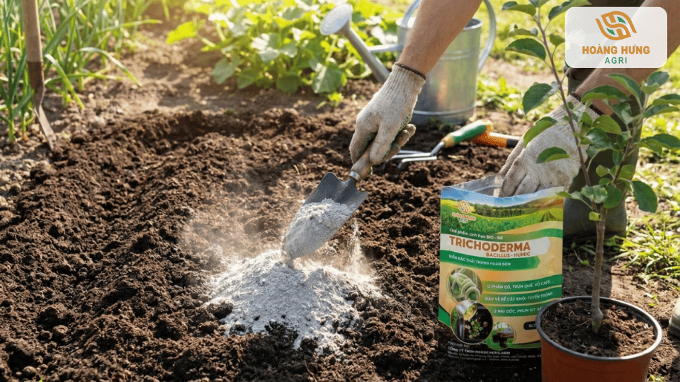 Xử lý đất bằng Trichoderma trước khi trồng cây giúp tăng khả năng hấp thu dinh dưỡng.