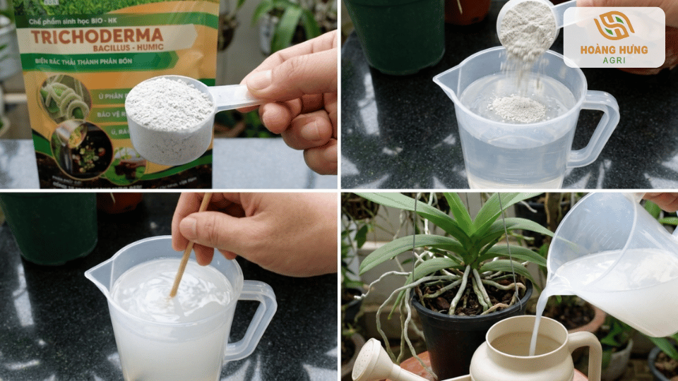 Hướng dẫn pha Trichoderma với nước để tưới cho hoa lan giúp kích rễ hiệu quả.