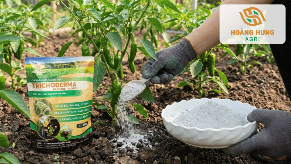Bón Trichoderma cho cây ớt giúp cải tạo vùng rễ, tăng hấp thu dinh dưỡng và hạn chế bệnh héo rũ.