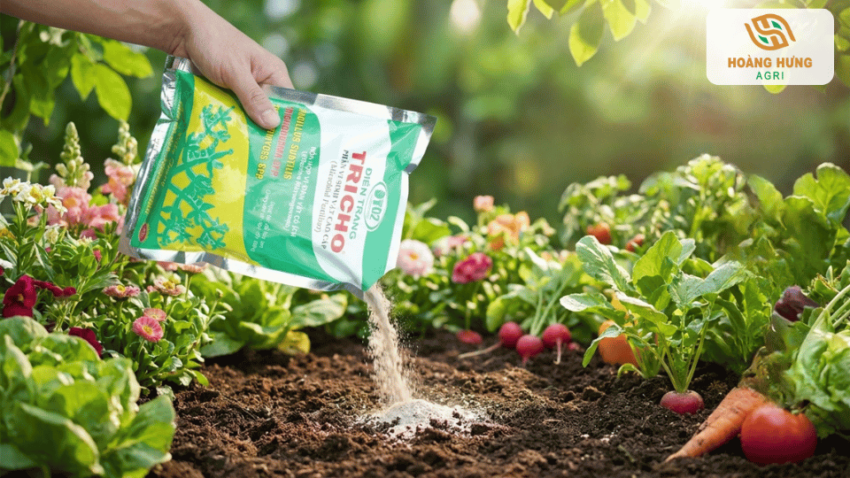 Bón Trichoderma cho rau màu giúp cải tạo đất và tăng sức đề kháng