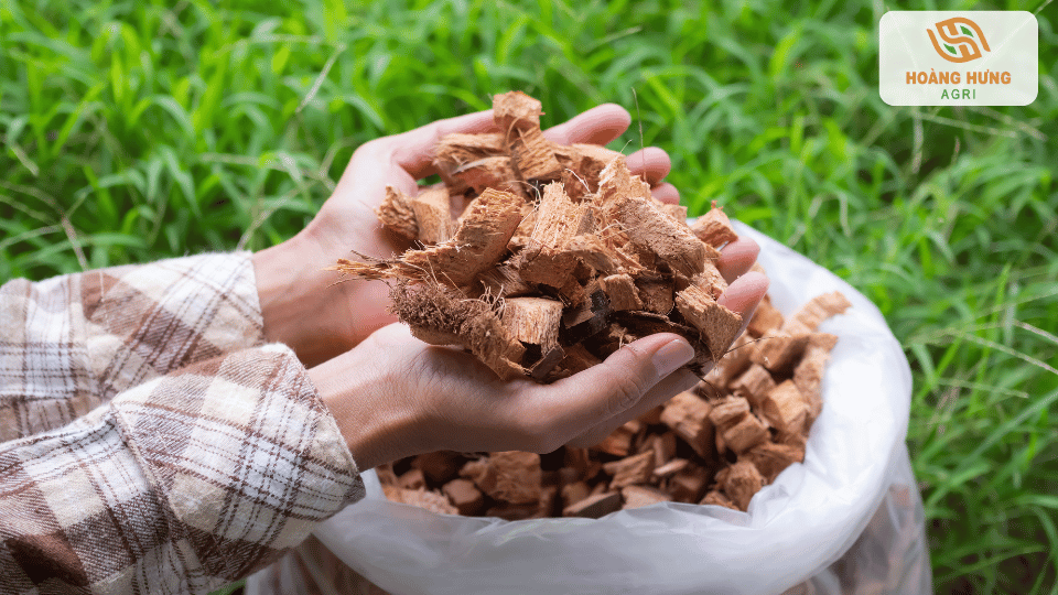 Mụn dừa và xơ dừa đã qua xử lý dùng làm giá thể trồng cây sạch