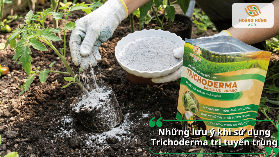 Bón Trichoderma quanh vùng rễ cây đúng liều lượng để tăng hiệu quả phòng và hỗ trợ trị tuyến trùng.