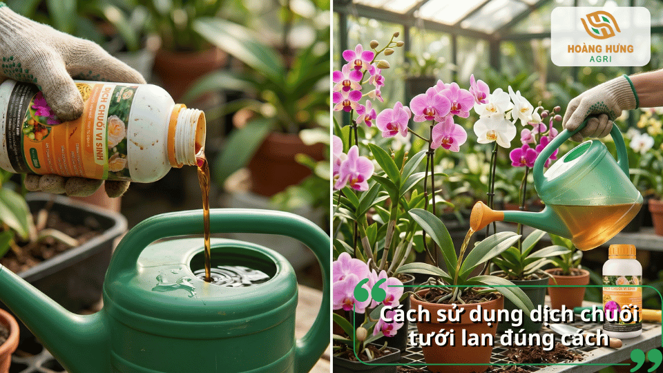 Pha loãng dịch chuối theo tỷ lệ phù hợp trước khi tưới hoặc phun cho cây lan.