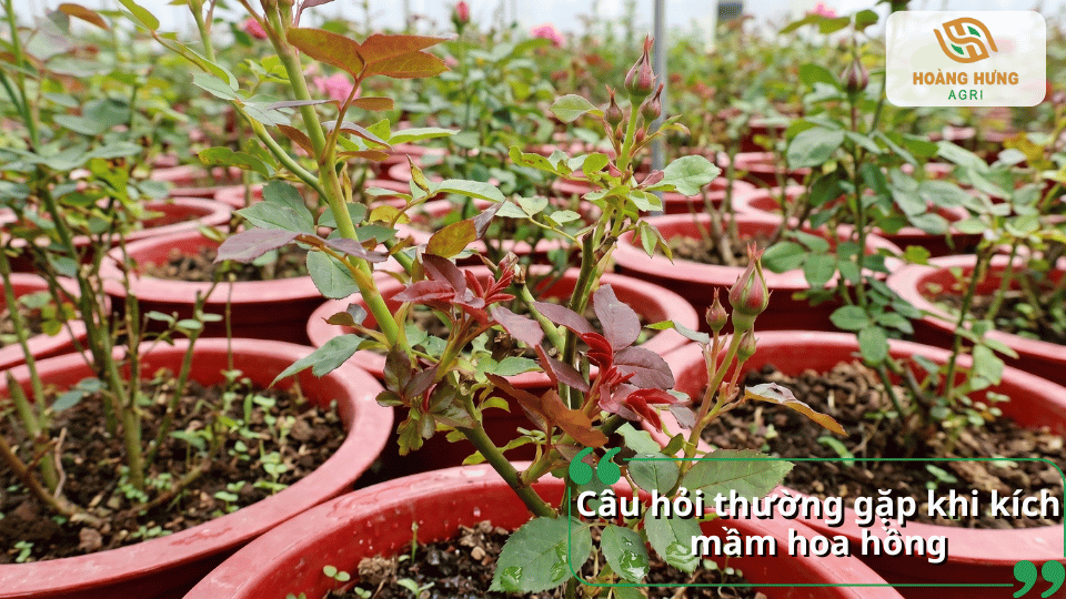 Giải đáp những thắc mắc phổ biến về cách kích mầm hoa hồng để cây phát triển khỏe và ra hoa đẹp.