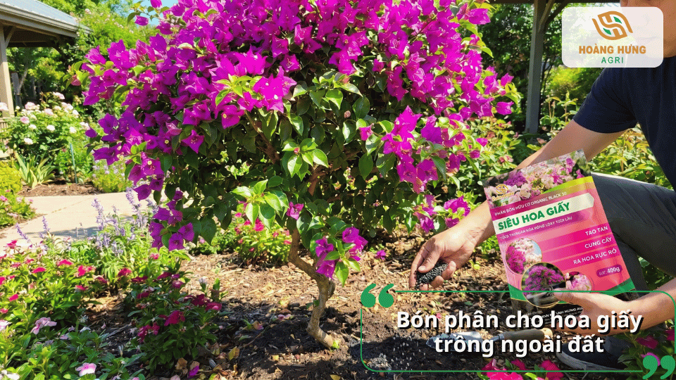 Bón phân cho hoa giấy trồng ngoài đất giúp cây phát triển mạnh và cho nhiều hoa.