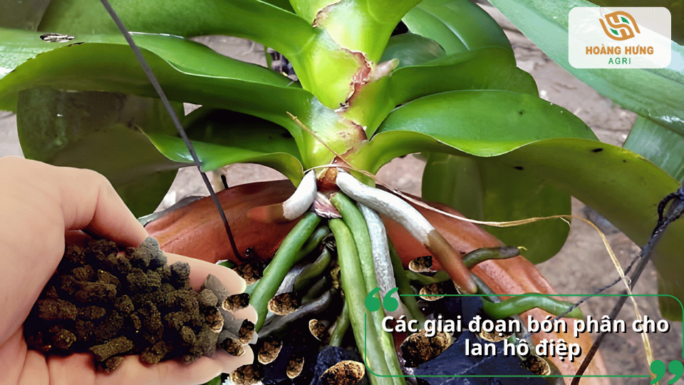 Hướng dẫn bón phân cho lan hồ điệp theo từng giai đoạn sinh trưởng nhằm giúp cây phát triển khỏe và ra hoa