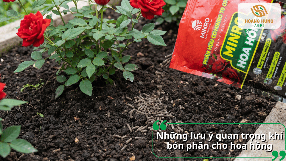 Những lưu ý khi bón phân cho hoa hồng như bón đúng liều lượng, đúng thời điểm, tưới nước sau bón và tránh bón sát gốc.