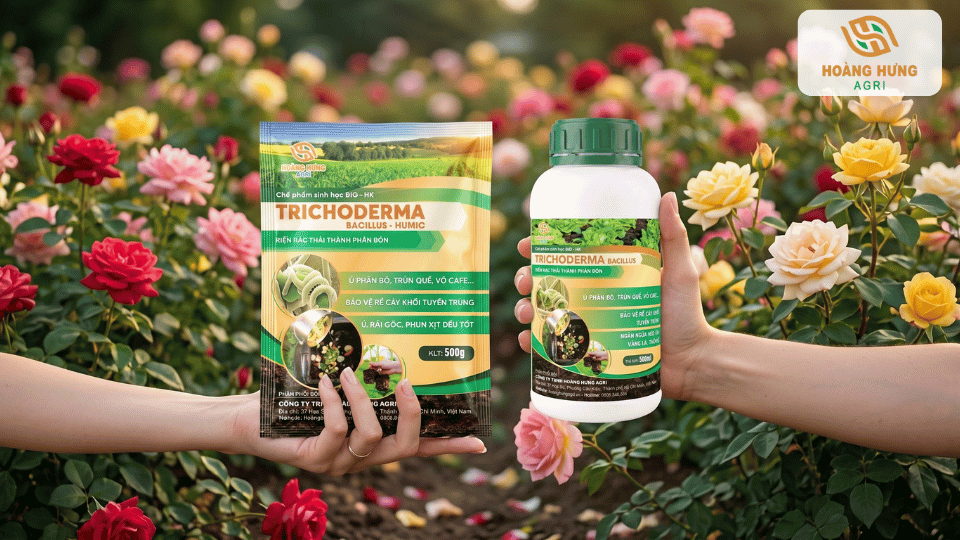 Sản phẩm Trichoderma được sử dụng phổ biến trong chăm sóc hoa hồng nhằm hỗ trợ cây phát triển
