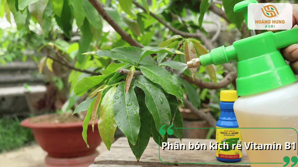 Vitamin B1 kích thích bộ rễ phát triển, giúp cây mai hấp thu dinh dưỡng tốt và ra chồi khỏe mạnh.