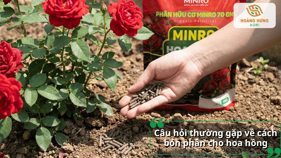 Giải đáp những câu hỏi thường gặp về cách bón phân cho hoa hồng, lựa chọn phân bón, thời điểm bón và kỹ thuật sử dụng hiệu quả.
