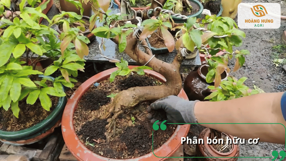 Bổ sung phân bón hữu cơ cho cây mai giúp cải tạo đất, tăng sức sống và hỗ trợ quá trình ra chồi mới.