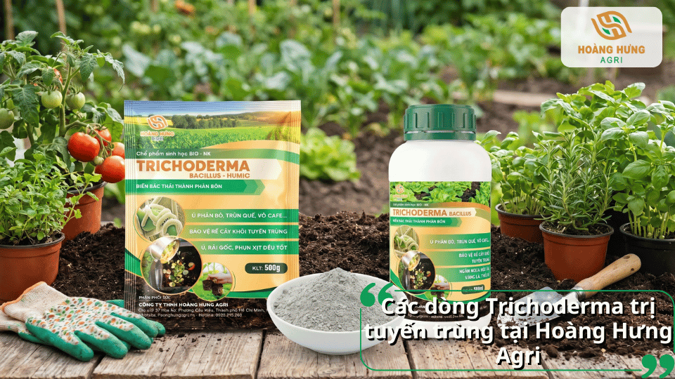 Các sản phẩm Trichoderma Bacillus Humic hỗ trợ cải tạo đất, tăng vi sinh vật có lợi và bảo vệ bộ rễ cây.