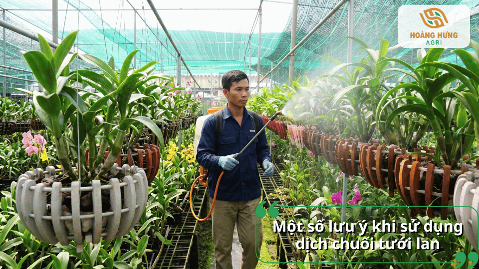 Sử dụng dịch chuối đúng liều lượng giúp lan hấp thu dinh dưỡng tốt và tránh sốc phân bón.