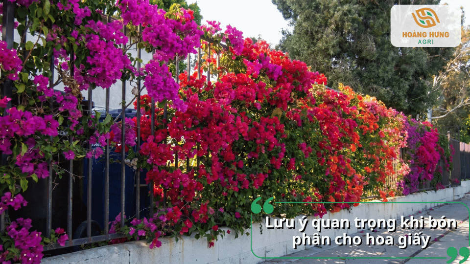 Những lưu ý quan trọng khi bón phân cho hoa giấy để hạn chế vàng lá và rụng hoa.