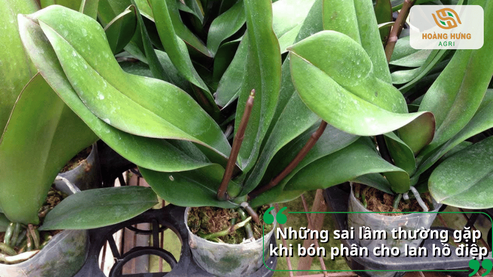 Những sai lầm phổ biến khi bón phân cho lan hồ điệp như bón quá liều, sai thời điểm hoặc dùng không đúng loại phân.