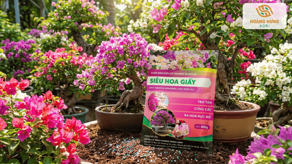 Phân hữu cơ siêu hoa giấy đặt cạnh bonsai hoa giấy giúp cây ra hoa đẹp tự nhiên.