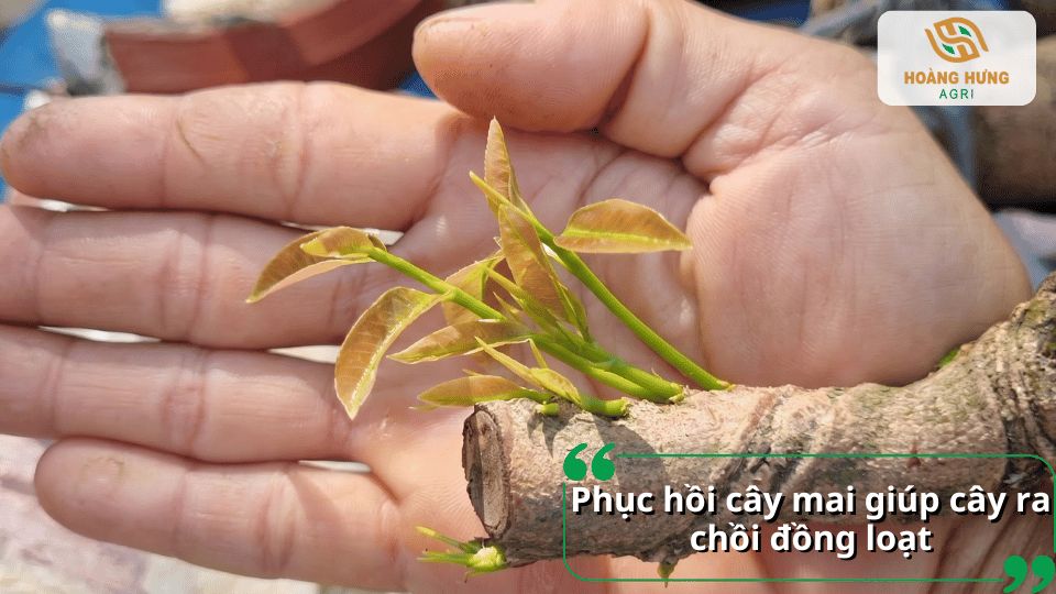 Cây mai phục hồi sau Tết với nhiều chồi non phát triển đồng đều trên các cành đã cắt tỉa.