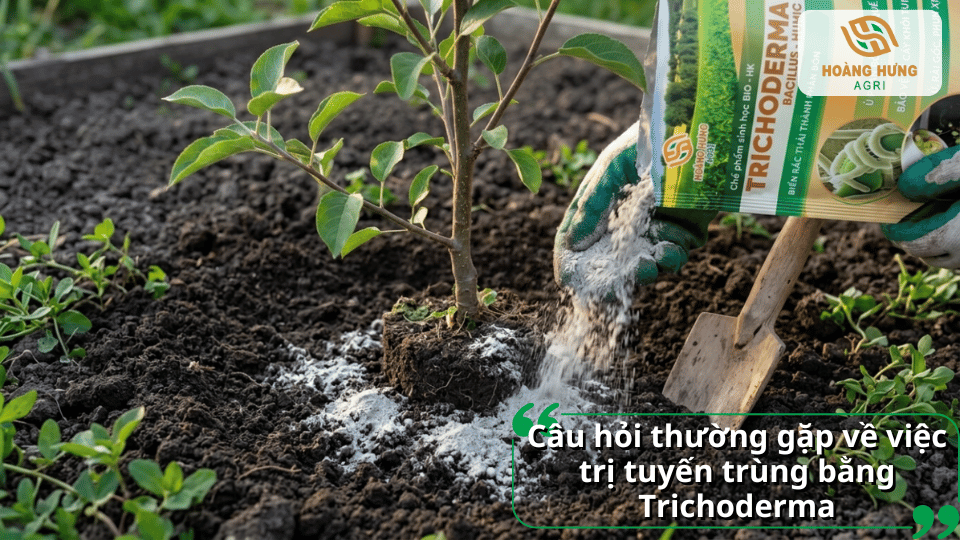 Sử dụng Trichoderma trị tuyến trùng cần kết hợp chăm sóc đất và quản lý dinh dưỡng để đạt hiệu quả cao.