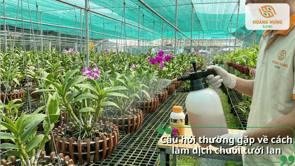 Giải đáp các câu hỏi thường gặp về cách ủ, bảo quản và sử dụng dịch chuối cho lan.