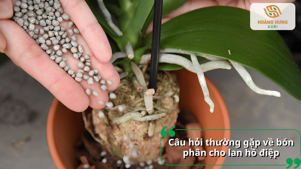 Giải đáp các câu hỏi thường gặp về cách bón phân cho lan hồ điệp, liều lượng, thời điểm và loại phân phù hợp.